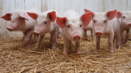 Проверки свинохозяйств и мясоперерабатывающих предприятий могут вернуть
