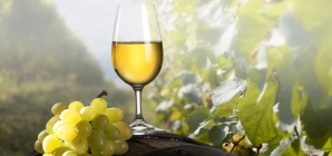 Характер потребления вин и сезонные предпочтения украинцев – исследование