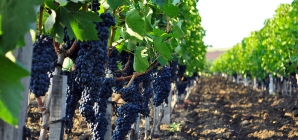 Конференция «Успешное виноградарство в Украине-2016» соберет виноградарей и виноделов в Одессе