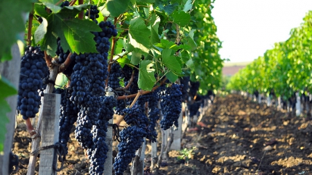 Конференция «Успешное виноградарство в Украине-2016» соберет виноградарей и виноделов в Одессе