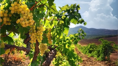 На возрождение виноградарства нужно 12 млрд грн