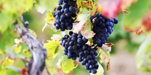 В Украине будут развивать виноградарство