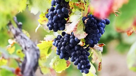 В Украине будут развивать виноградарство
