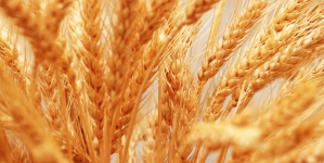 Типовой бизнес-план организации выращивания зерновых культур