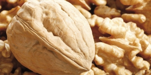 Типовой бизнес-план организации производственного комплекса по выращиванию и переработке грецкого ореха