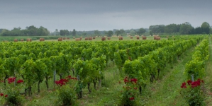 Великі перспективи малих виноробів:  де українським виноробам шукати грошей для розвитку галузі