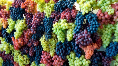 В Коблево собрали рекордный урожай 12,7 тысяч тонн винограда