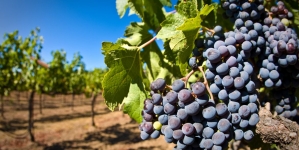 У Kоблево зібрали більше 10 тисяч тонн винограду