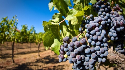 У Kоблево зібрали більше 10 тисяч тонн винограду