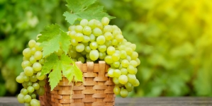 На виноробні KOBLEVO розпочався сезон збору врожаю винограду! Вітаємо виноградарів!