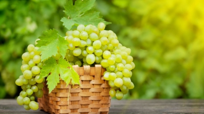 На виноробні KOBLEVO розпочався сезон збору врожаю винограду! Вітаємо виноградарів!