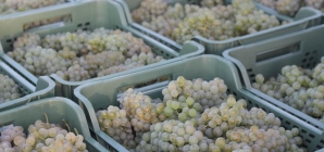 У Kоблевому зібрали 9,5  тисяч тонн винограду!
