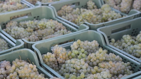 У Kоблевому зібрали 9,5  тисяч тонн винограду!